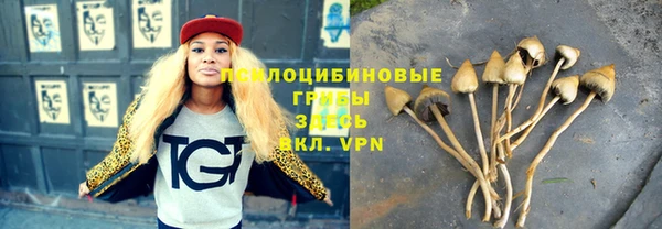 прущие грибы Абинск